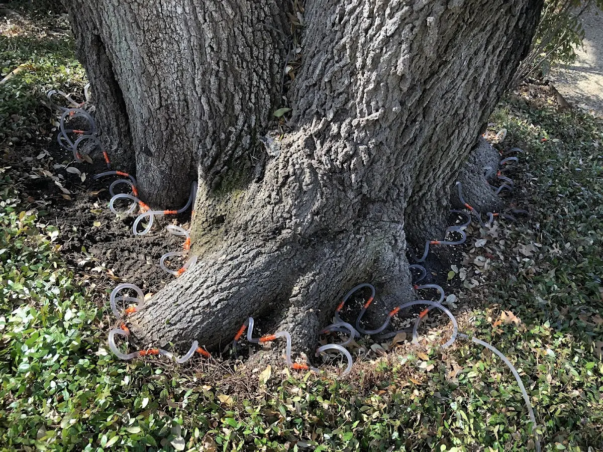 Detailed Tree Cabling and Bracing job site in Vienna